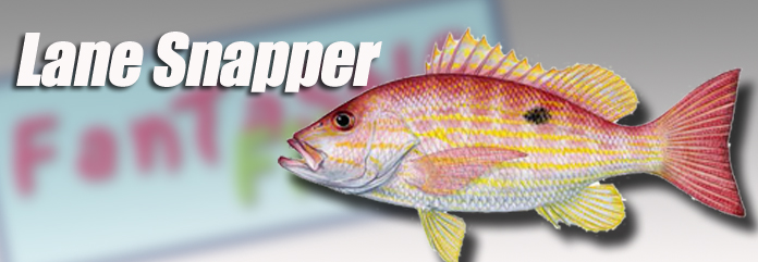 Fantastic Fish Company, Miami, Fl.